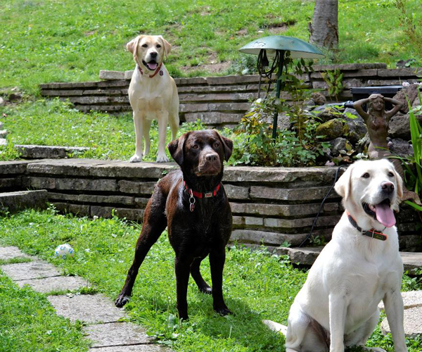 Hunde im Ferienhaus Eifel